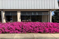 Azaleas
